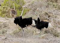 Africa-Chobe-Kruger-Capetown-South-Africa-Botswana