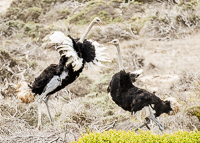 Africa-Chobe-Kruger-Capetown-South-Africa-Botswana