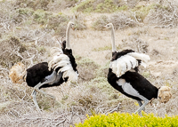 Africa-Chobe-Kruger-Capetown-South-Africa-Botswana