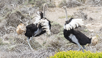 Africa-Chobe-Kruger-Capetown-South-Africa-Botswana