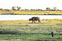 Africa-Chobe-Kruger-Capetown-South-Africa-Botswana