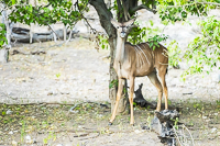 Africa-Chobe-Kruger-Capetown-South-Africa-Botswana