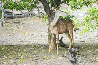 Africa-Chobe-Kruger-Capetown-South-Africa-Botswana