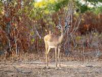 Africa-Chobe-Kruger-Capetown-South-Africa-Botswana