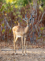 Africa-Chobe-Kruger-Capetown-South-Africa-Botswana