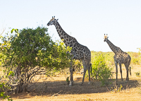 Africa-Chobe-Kruger-Capetown-South-Africa-Botswana