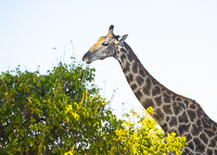 Africa-Chobe-Kruger-Capetown-South-Africa-Botswana