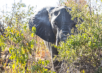 Africa-Chobe-Kruger-Capetown-South-Africa-Botswana