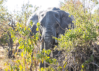 Africa-Chobe-Kruger-Capetown-South-Africa-Botswana