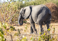 Africa-Chobe-Kruger-Capetown-South-Africa-Botswana