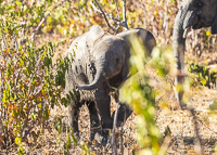 Africa-Chobe-Kruger-Capetown-South-Africa-Botswana