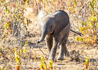 Africa-Chobe-Kruger-Capetown-South-Africa-Botswana