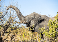 Africa-Chobe-Kruger-Capetown-South-Africa-Botswana