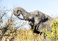 Africa-Chobe-Kruger-Capetown-South-Africa-Botswana