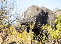 Africa-Chobe-Kruger-Capetown-South-Africa-Botswana