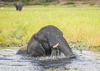 Africa-Chobe-Kruger-Capetown-South-Africa-Botswana