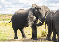 Africa-Chobe-Kruger-Capetown-South-Africa-Botswana