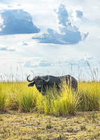 Africa-Chobe-Kruger-Capetown-South-Africa-Botswana