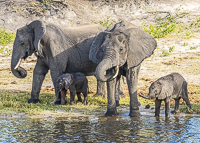 Africa-Chobe-Kruger-Capetown-South-Africa-Botswana