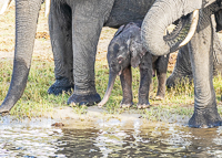 Africa-Chobe-Kruger-Capetown-South-Africa-Botswana