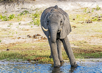 Africa-Chobe-Kruger-Capetown-South-Africa-Botswana