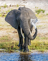 Africa-Chobe-Kruger-Capetown-South-Africa-Botswana