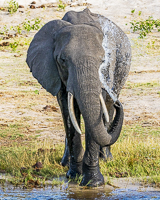 Africa-Chobe-Kruger-Capetown-South-Africa-Botswana