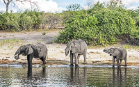 Africa-Chobe-Kruger-Capetown-South-Africa-Botswana