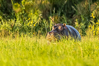 Africa-Chobe-Kruger-Capetown-South-Africa-Botswana
